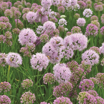 ALLIUM MILLENIUM #1
