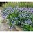 AMSONIA X BLUE ICE #1