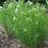 AMSONIA X HUBRICHTII #1