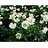 ANEMONE SYL SNOWDROP #1