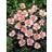 ANEMONE TOM ROBUSTISSIMA #1