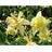 AQUIL CAE SWAN YELLOW #1