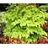 ARALIA COR SUN KING #2