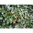 ARCTO MASS BEARBERRY #1