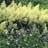 ARUNCUS DIO GOATS BEARD #1