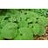 ASARUM CANADENSE WILD GINGER #1