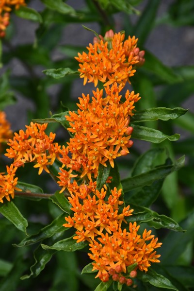ASCLE TUB BUTTERFLY WEED #1