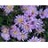 ASTER DUM WOOD'S BLUE #1