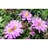 ASTER DUM WOOD'S PINK #1