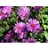 ASTER DUM WOOD'S PURPLE #1
