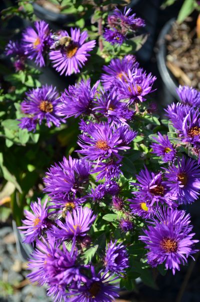 ASTER NOV PURPLE DOME #1