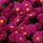 ASTER KICKIN CARMINE RED #1