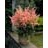 ASTILBE ARE BRESSING BEAUTY #1