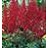 ASTILBE ARE BURGUNDY RED #1