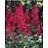 ASTILBE ARE FANAL #1 DK RED