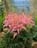 ASTILBE AR HAPPY SPIRIT #1