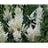 ASTILBE ARE WHITE GLORIA #1 WHT