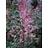 ASTILBE CHI DELFT LACE #1 PINK