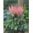 ASTILBE CHI VISION IN PINK #1