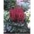ASTILBE CHI VISION IN RED #1