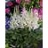 ASTILBE CHI VISION IN WHITE #1