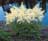 ASTILBE DEUTSCHLAND #1 WHITE