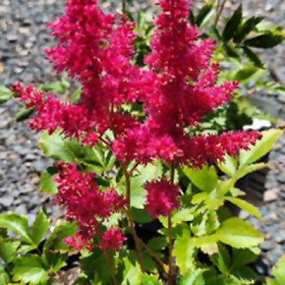 ASTILBE JAP ELIZABETH VAN VEEN#1