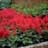 ASTILBE JAP RED SENTINEL #1 RED