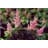 ASTILBE JAP RHEINLAND#1 PINK