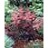 ASTILBE SIM KEY WEST#1 BURG