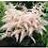 ASTILBE SIM PINK LIGHTNING#1PINK