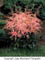 ASTILBE SHRT 'N SWT FIREBERRY #1