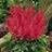 ASTILBE YOUNIQUE CERISE #1CHERRY