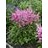 ASTILBE YOUNIQUE LILAC #1