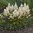 ASTILBE YOUNIQUE WHITE #1