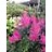 ASTILBE X MAGGIE DALEY #1 LAVNDR