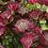ASTRANTIA MAJ STAR OF FIRE #1
