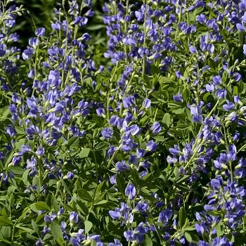 BAPTISIA AUS FALSE INDIGO #1