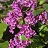 BERGENIA COR RED BLOOM #1