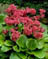 BERGENIA SAKURA #1