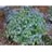 BRUNNERA FALSE FORGET-NOT #1