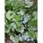 BRUNNERA JACK FROST #1