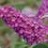 BUDDL BUZZ MAGENTA #1/7"