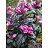 CHELONE LYO TINY TORTUGA #1
