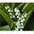 CONVA LILY OF THE VALLEY 4"/10T