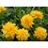 COREOPSIS X GOLDEN SPHERE #1