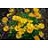 COREOPSIS X JETHRO TULL #1