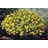 COREOPSIS VER ZAGREB #1