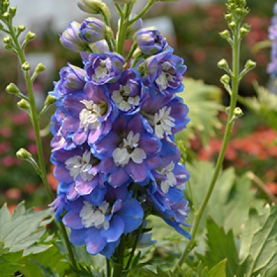 DELPH ELA AURORA BLUE #1