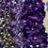 DELPH ELA AURORA DEEP PURPLE #1